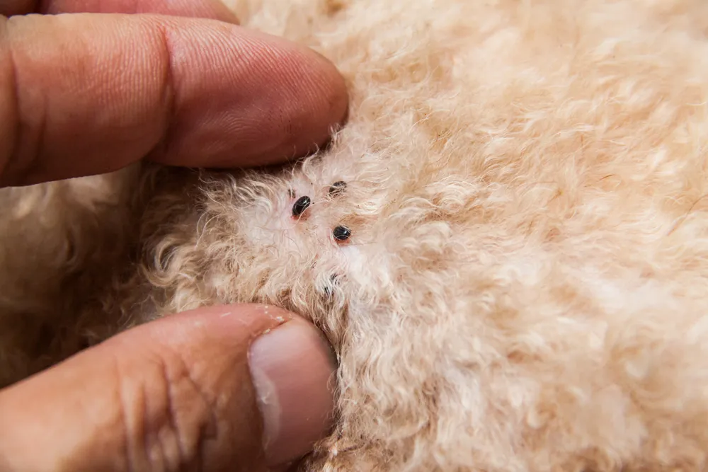 Protecting Your Dog from Fleas and Ticks: Tips for a Happier, Healthier Pet