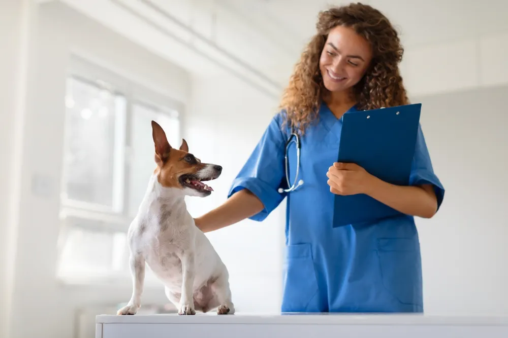 Veterinary Assistant Programs: Your Path to a Rewarding Career in Animal Care