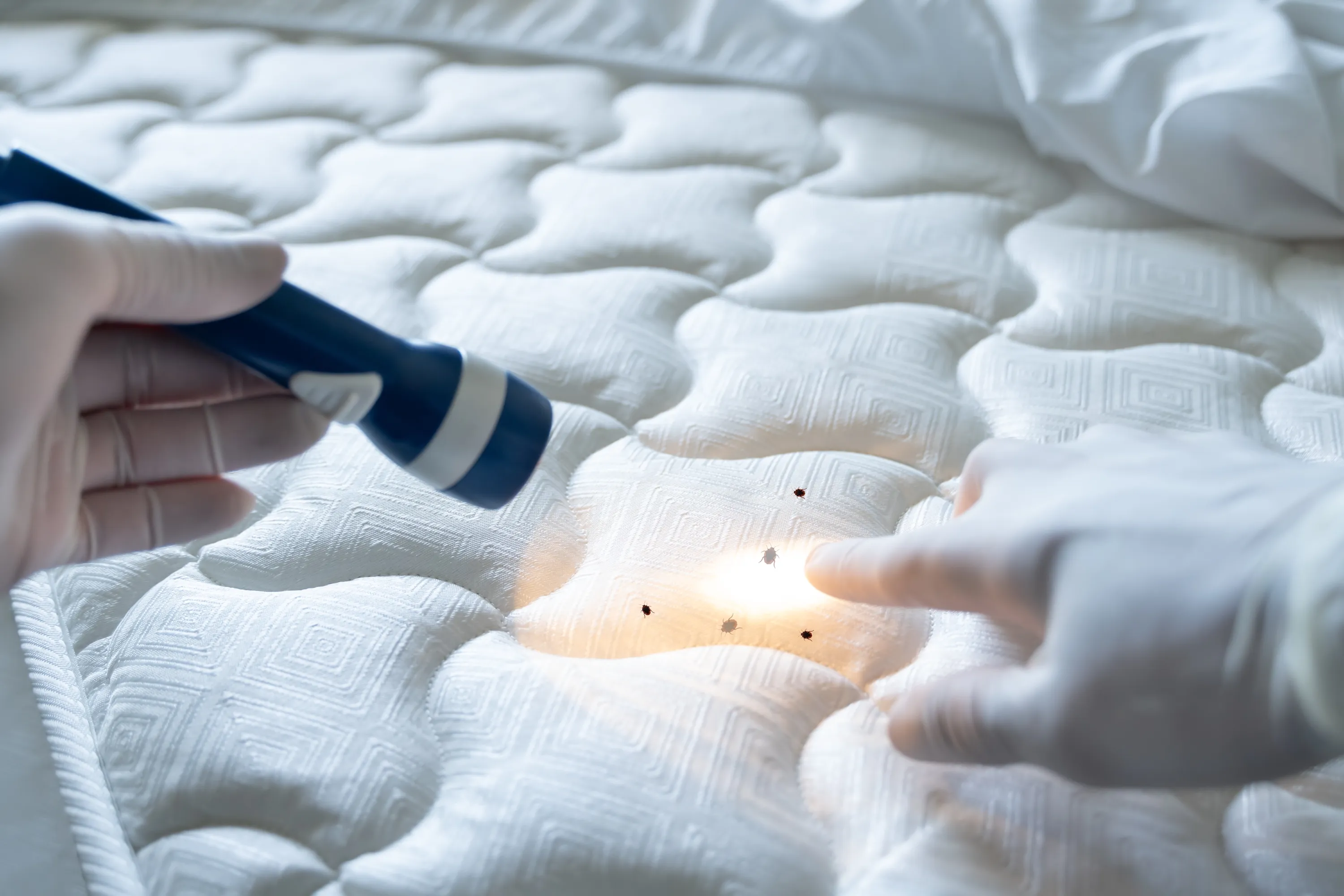 Proven Ways to Get Rid of Bed Bugs for Good