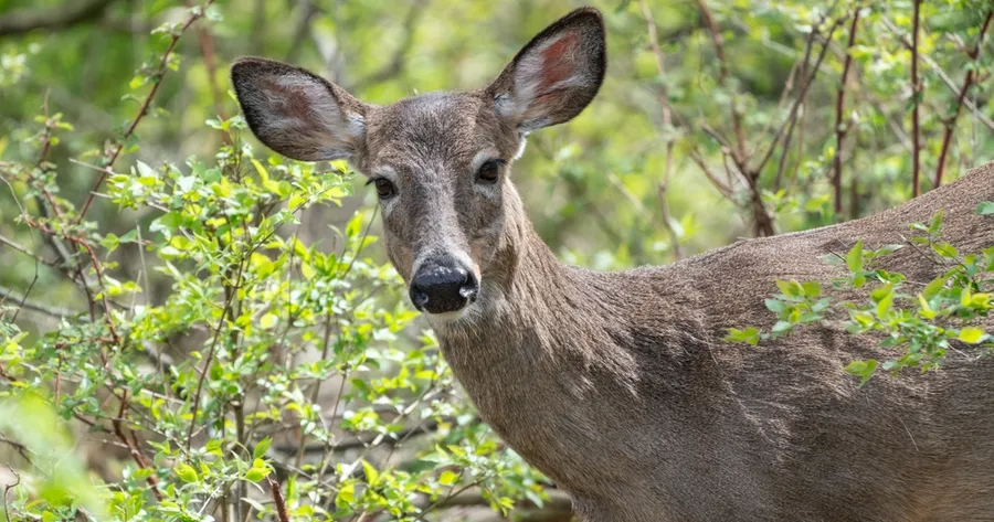 What’s This “Zombie Deer Disease” We’re Hearing About?