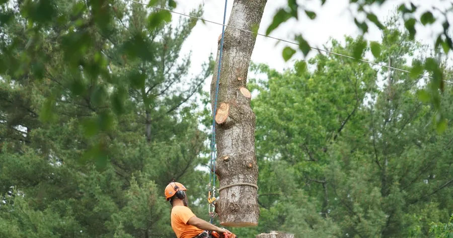 Understanding Tree Removal: Benefits, Costs, and Key Considerations