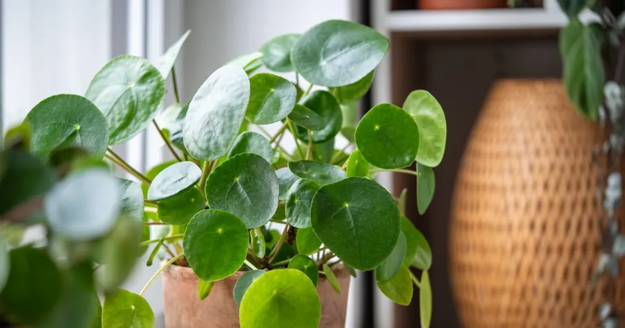 Green Up Your Space: Best Low-Maintenance Plants for Beginners