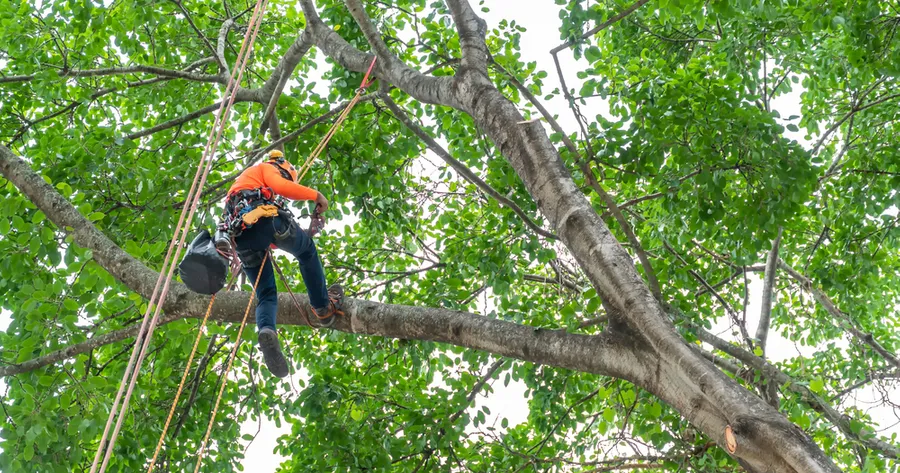 Expert Tree Services: Enhancing Property Value and Safety