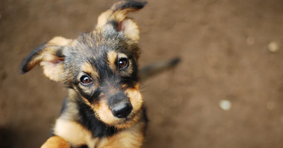 Assurance Pour Animaux : Protégez Votre Compagnon Et Votre Portefeuille !