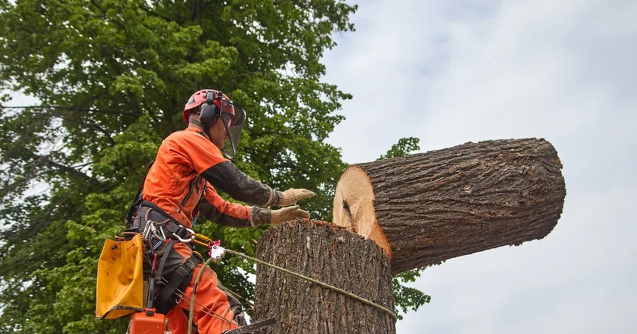 L’enlèvement des arbres : Une tâche essentielle pour la sécurité et l’esthétique