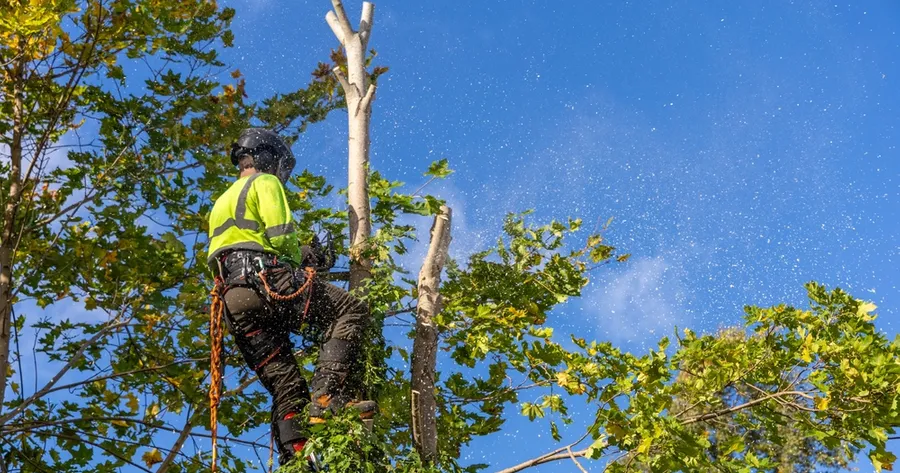 The Options and Costs for Home Tree Removal