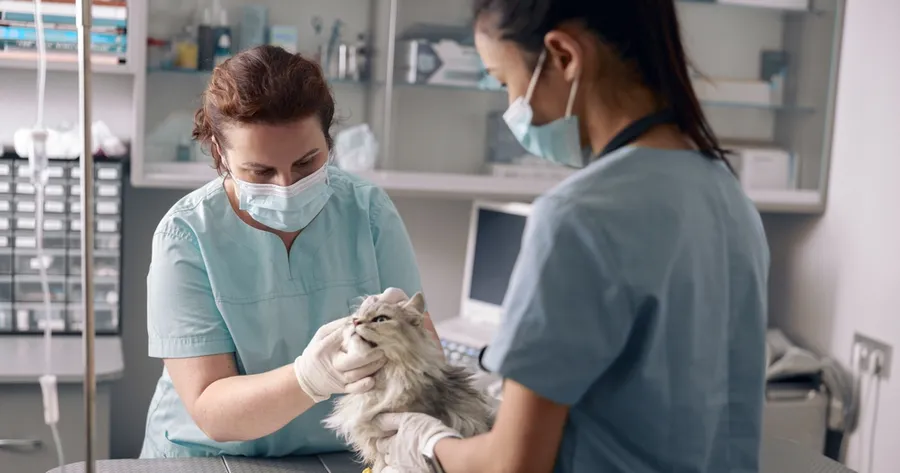 How to Become a Veterinary Assistant: A Path to Helping Animals Heal