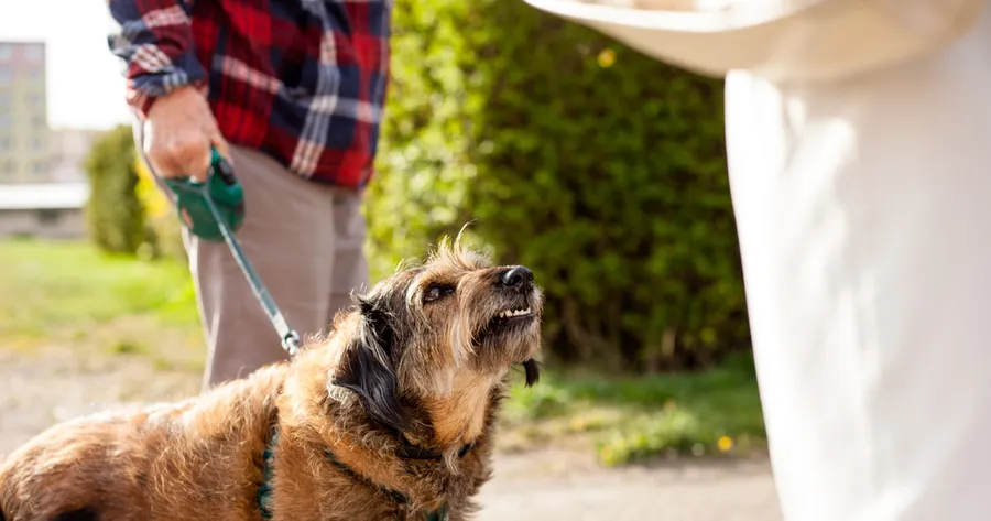Dog Bite Lawsuits: Legal Considerations and Settlements Explained
