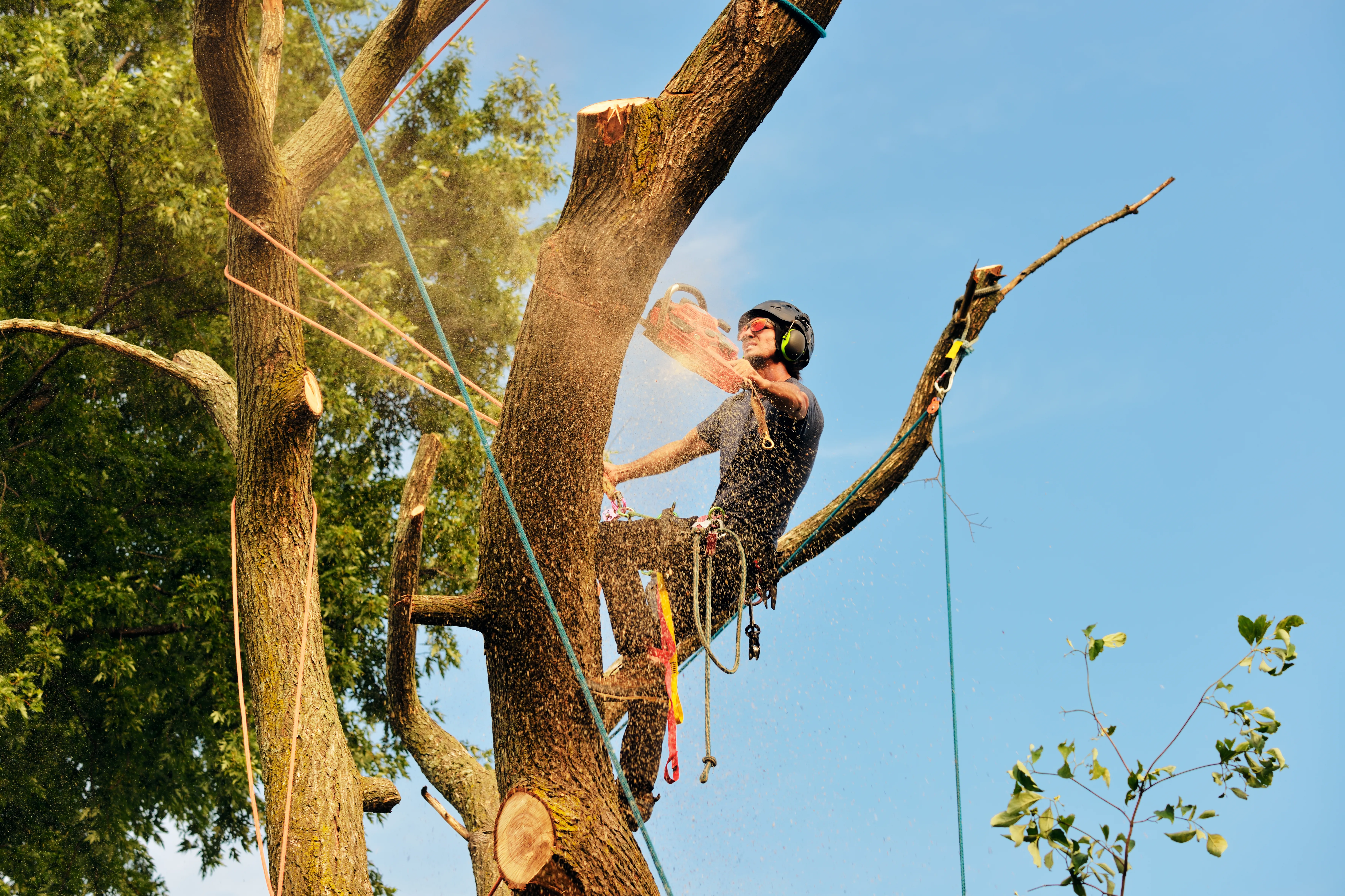 Reputable Tree Removal Service Companies In The United States
