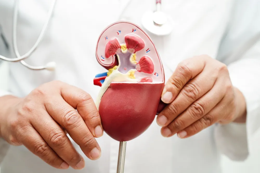 New Drugs for Chronic Kidney Disease: Treatments for Improved Outcomes