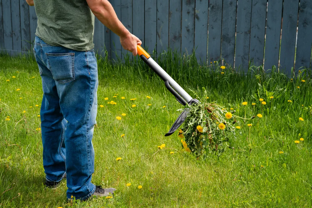 How To Treat Your Own Lawn for Weeds