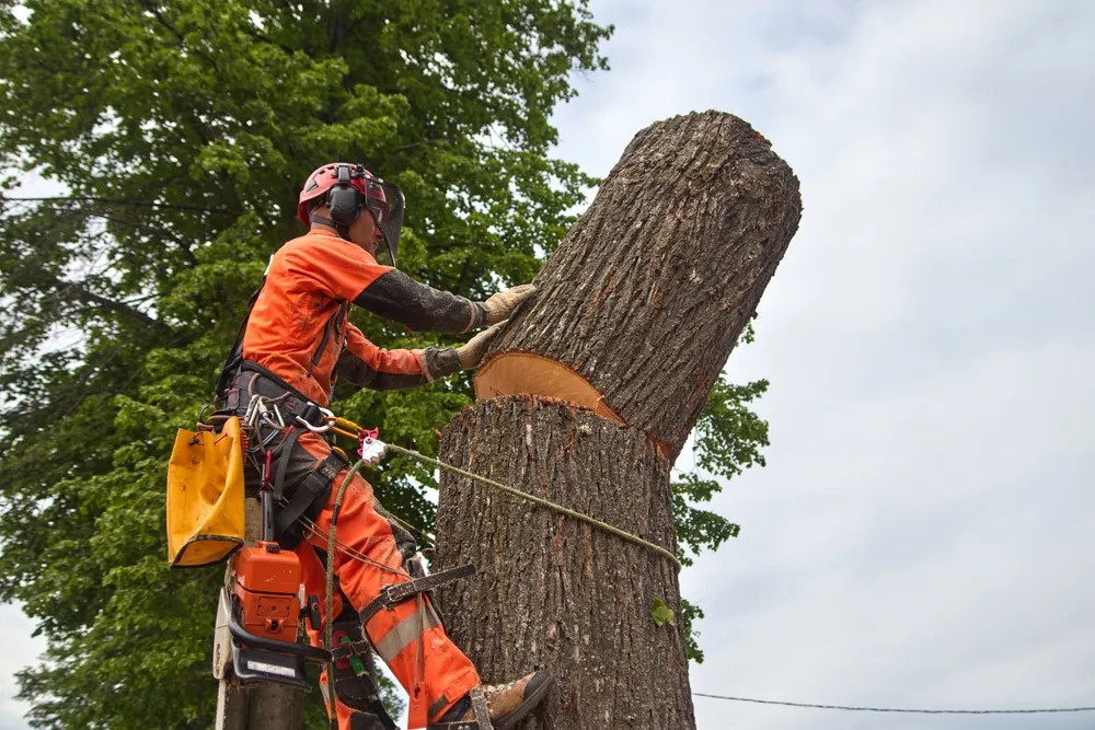 Cost Factors for Tree Removal Services