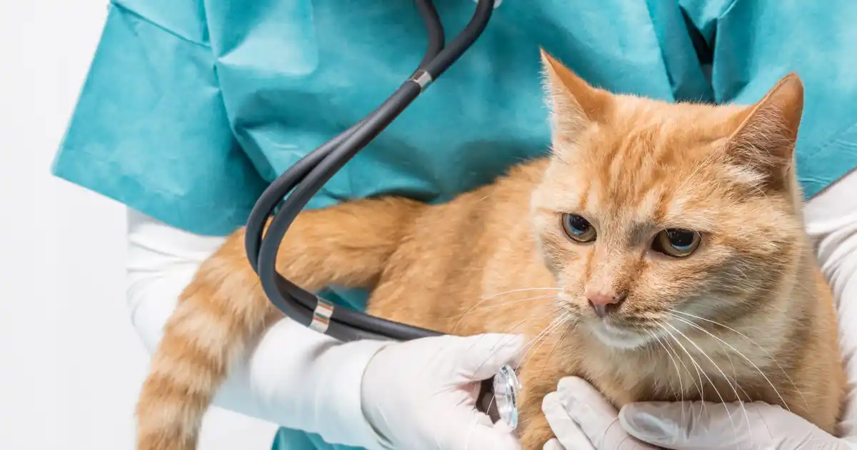 Everything You Need to Know About Pet Insurance WalletGenius