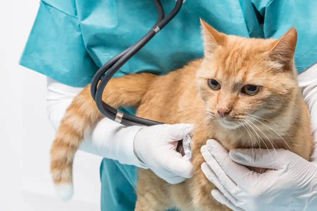 Cat Being Examined at Vet