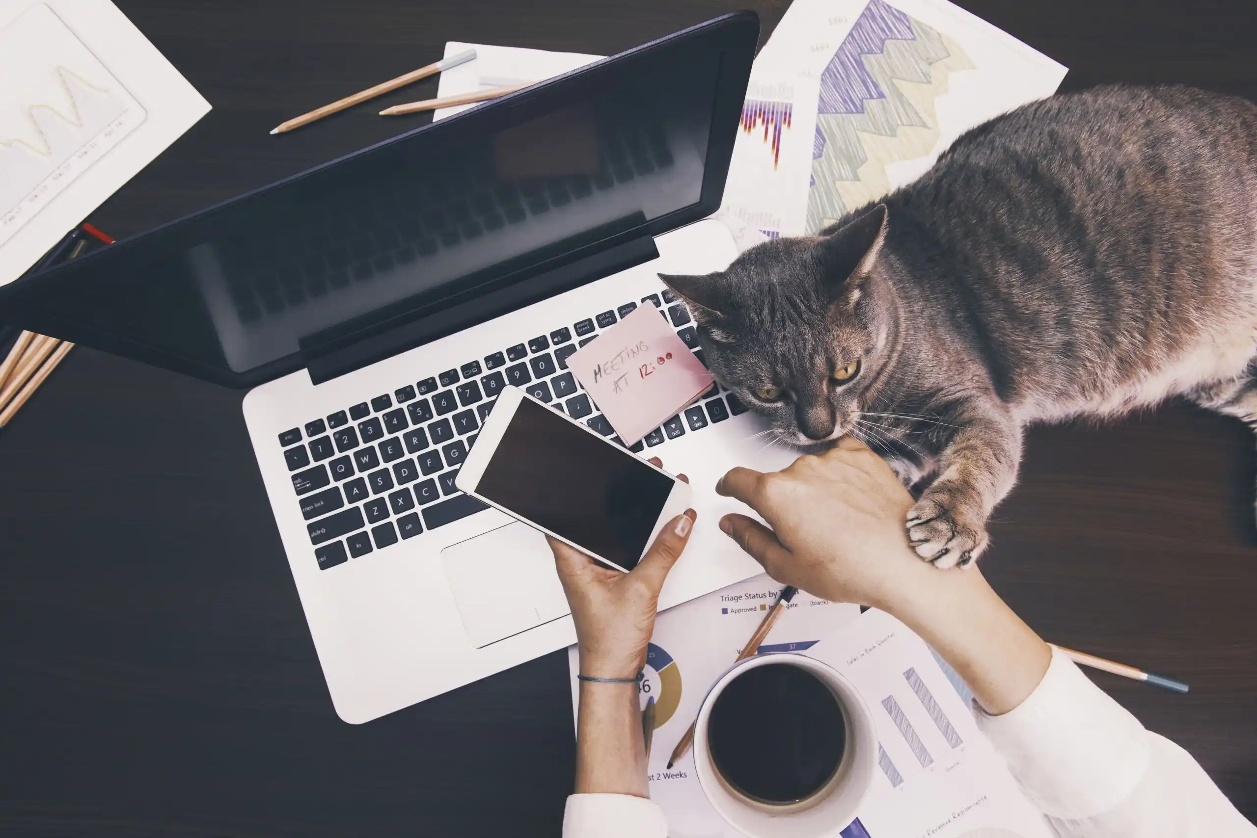 Cat on Laptop While Woman is Trying To Work from Home