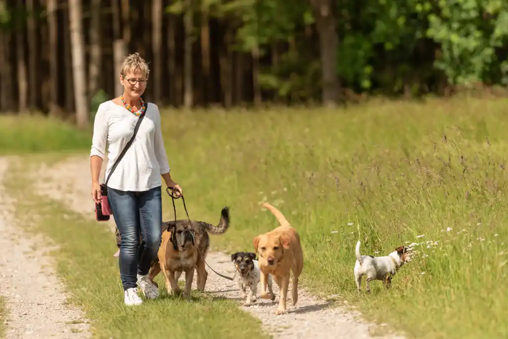 Woman Walking Dogs on Nature Trail