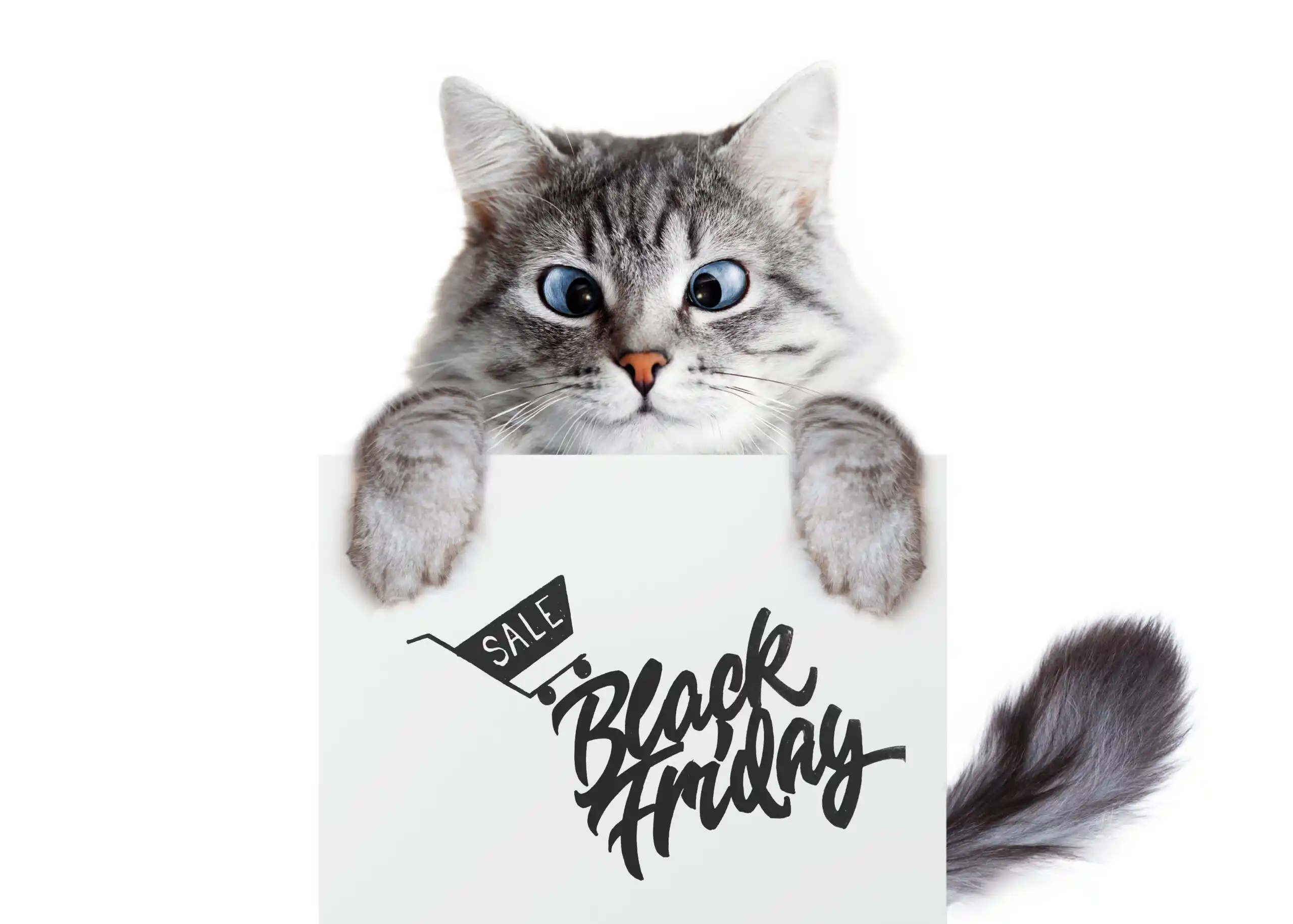 Cat Holding Black Friday Sale Sign