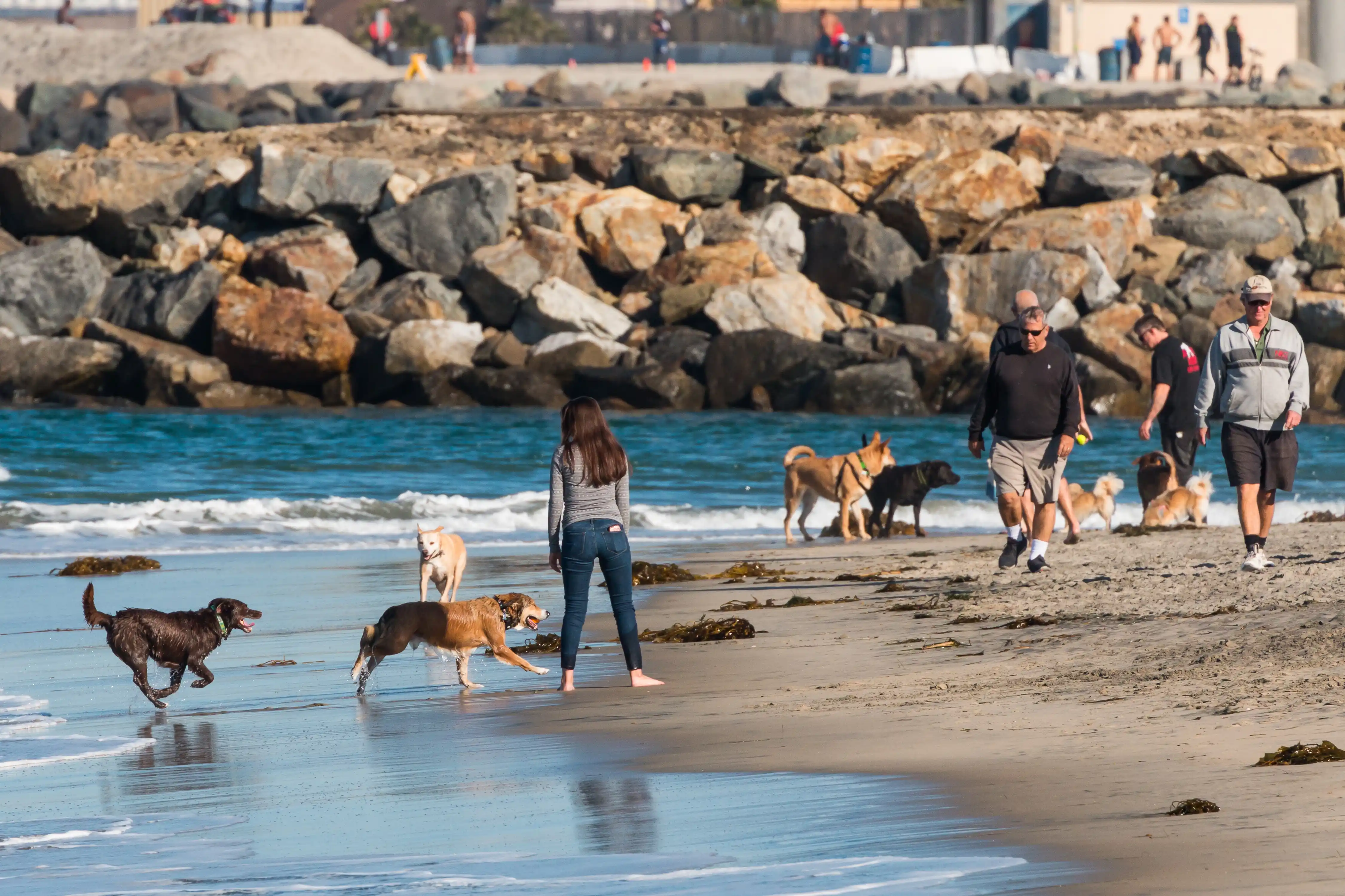 The Most Pet Friendly Cities in America