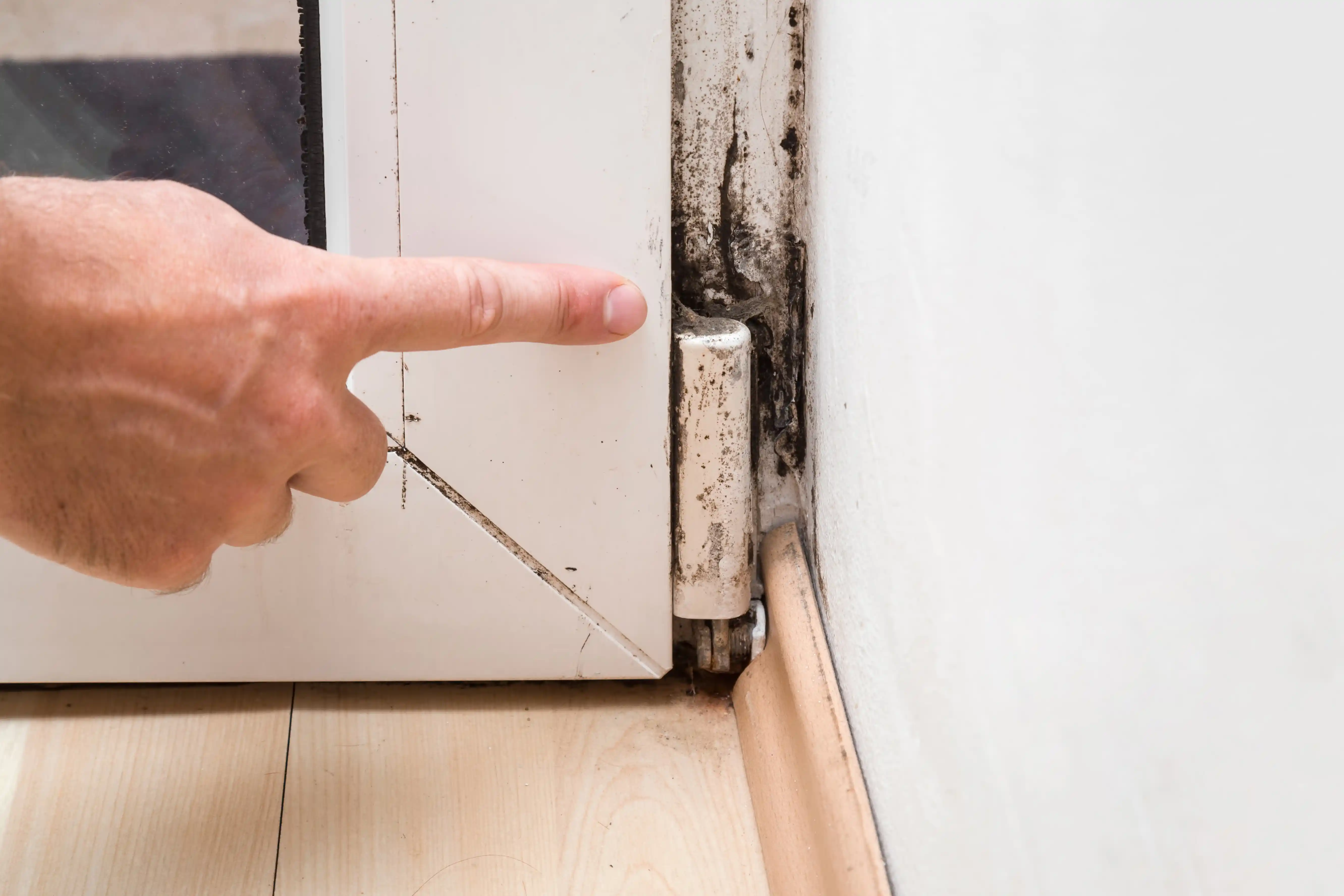 Mold Removal and Remediation: Everything You Need to Know and the Cost