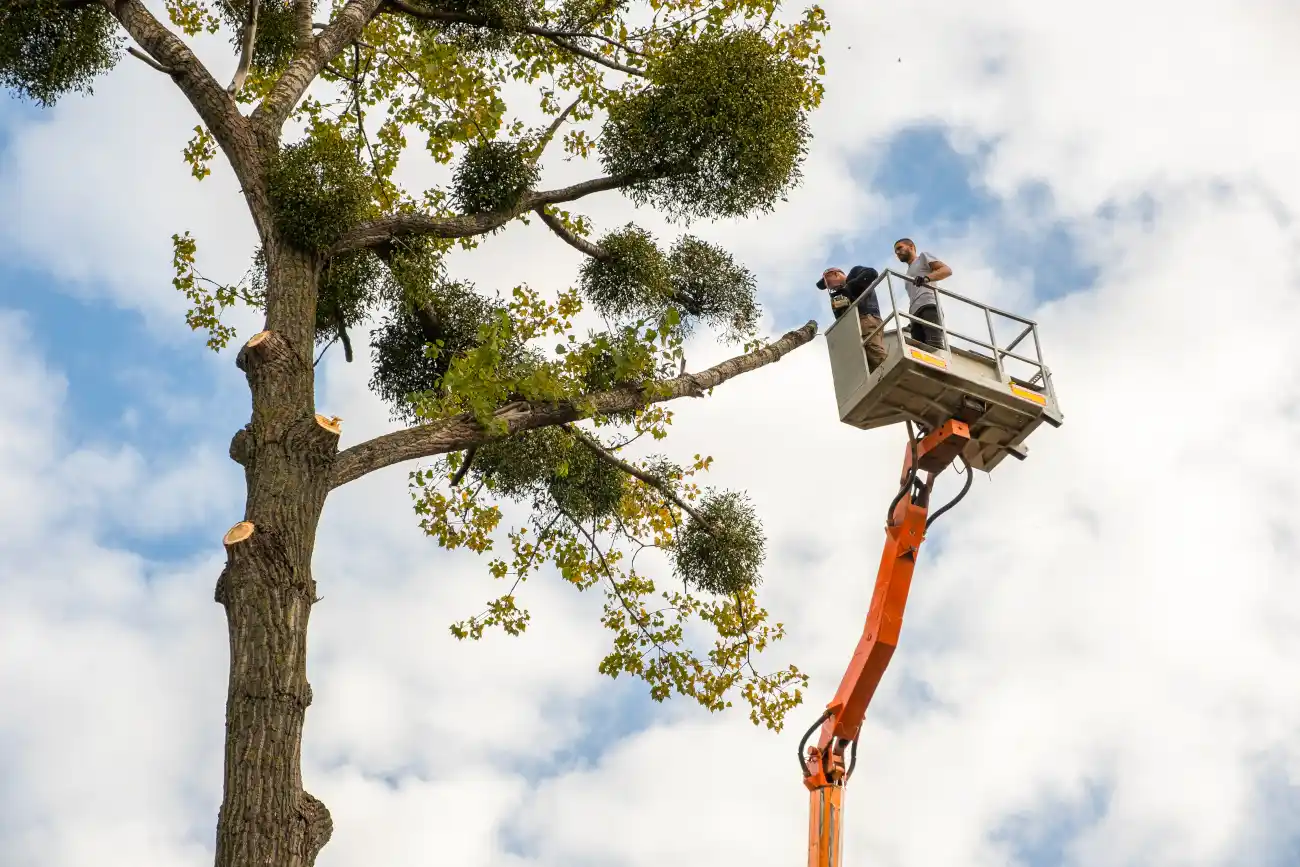 5 Reputable Tree Removal Service Companies In The U.S. In 2023 |  WalletGenius