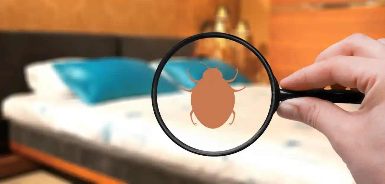 Don’t Let Bed Bugs Bite: Identifying Early Signs for a Healthier Home