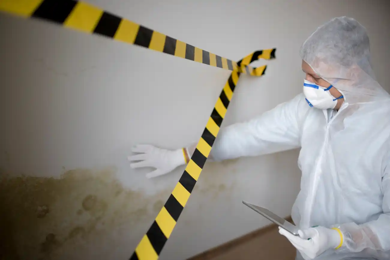 Everything Homeowners Must Know About the Government Subsidized Mold-Removal Program
