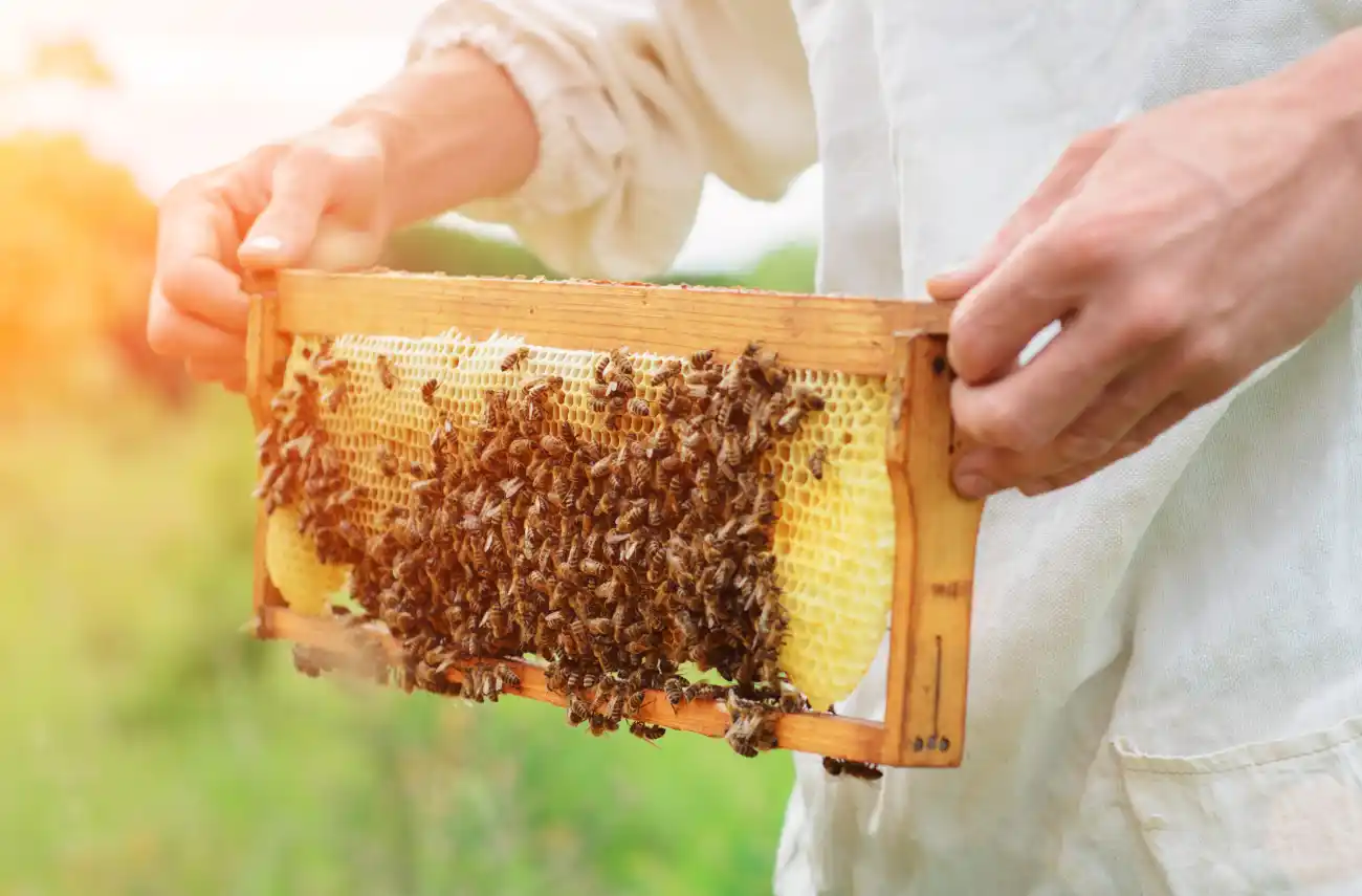 Become a Beekeeper: Online Courses to Get You Started