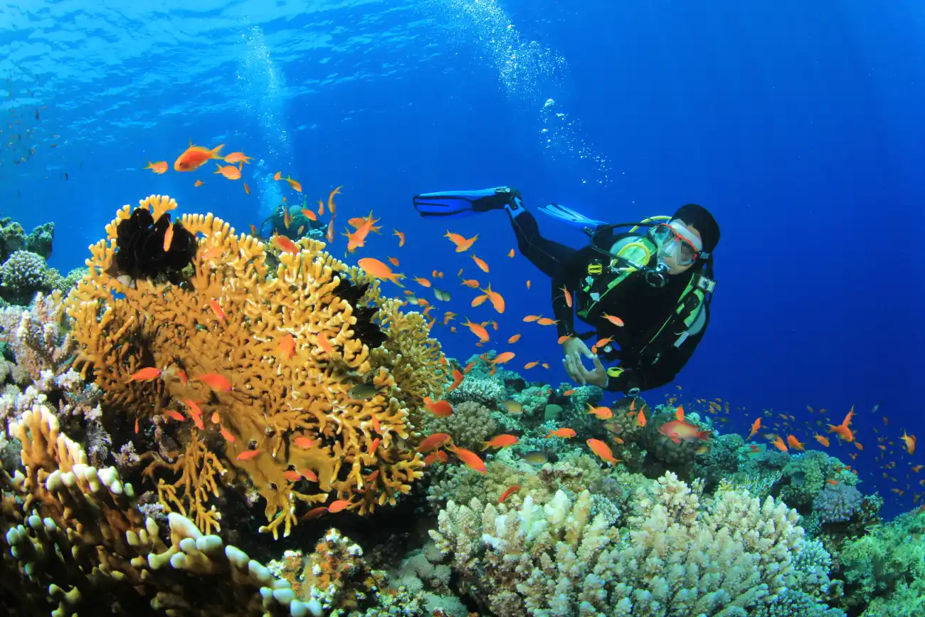 Dive into Adventure: Top Scuba Diving Certification Programs of the Year