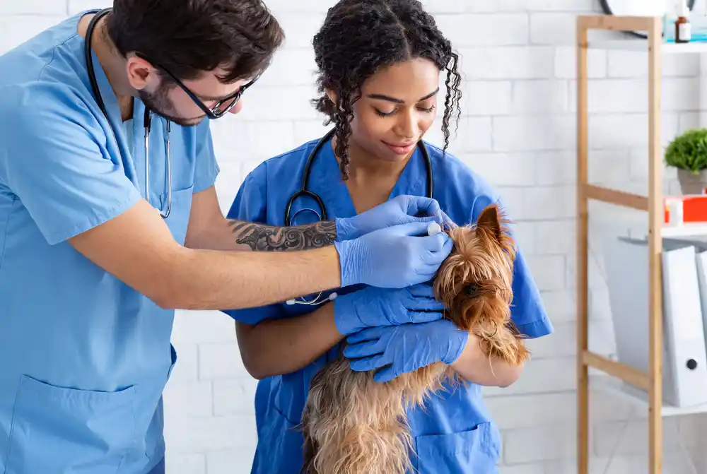 Best Veterinary Assistant Courses for Aspiring Caregivers
