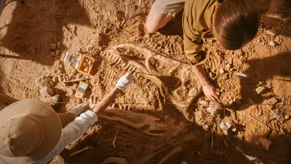 Digging Deeper: Exploring Paleontology Course Options