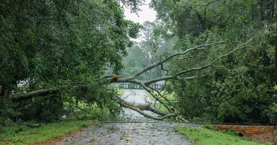 The Importance of Tree Removal Services: Safety, Health, and Property Preservation